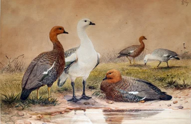 Gęś gęgawa (Bernicla magellanica), 1852-54
